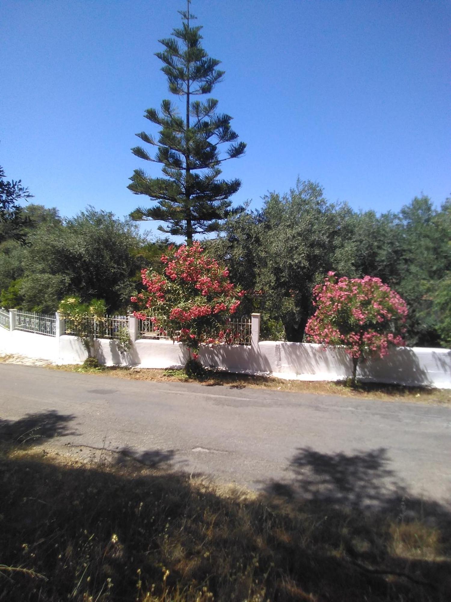 καταπράσινο περιβάλλον Villa
